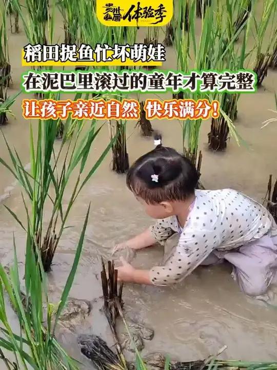 稻田捉鱼乐趣多,让孩子亲近自然,快乐满分!
