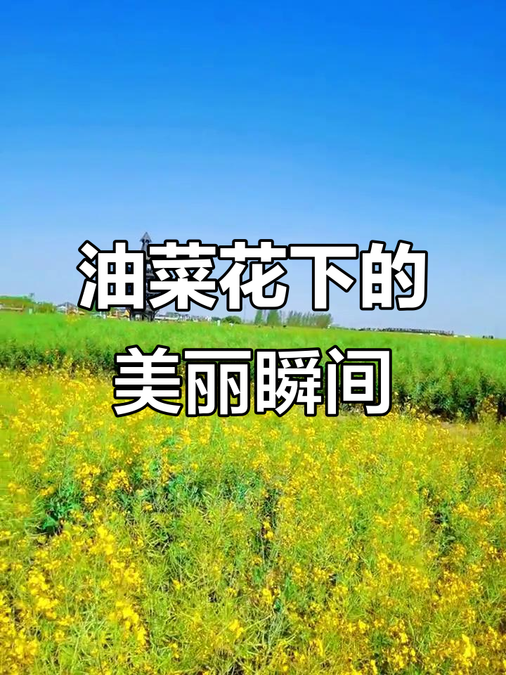 扬州千垛油菜花,春日美景随手拍