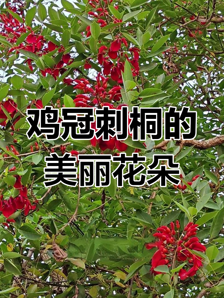 鸡冠刺桐:豆科落叶小乔木,花红如火