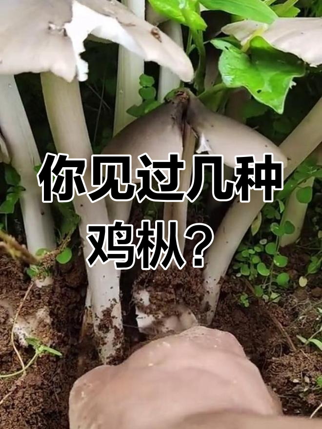 鸡枞菌品种大揭秘,黑帽最贵白皮最便宜
