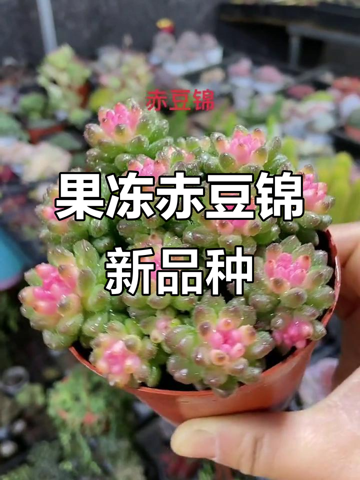 赤豆锦新品来啦!果冻色超美,带盆发货