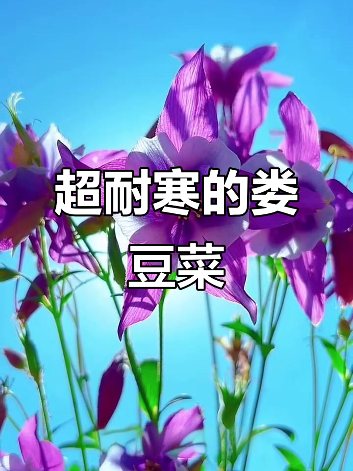 耐寒耧斗菜,零下40度也能生长开花