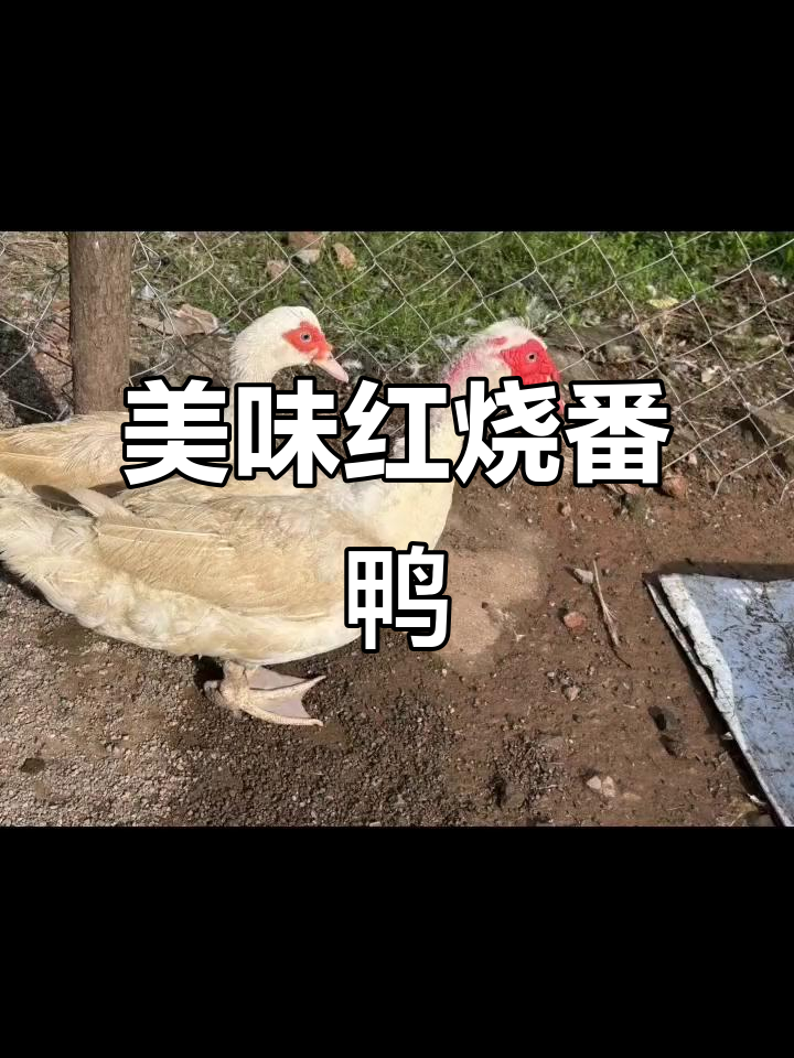 红烧老番鸭出锅,保鲜膜封好等奶奶来拿