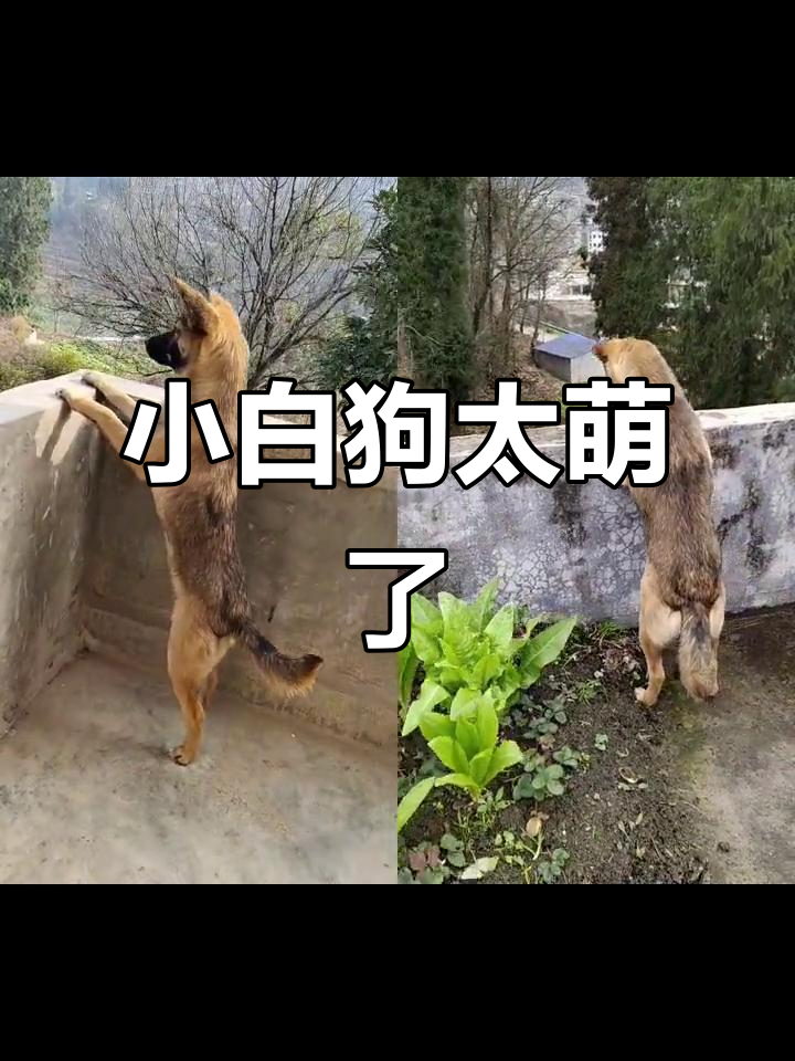 可爱小白狗,真让人爱不释手