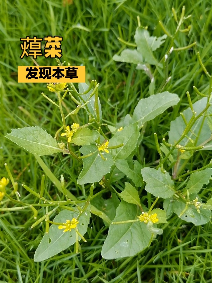 发现本草——蔊菜