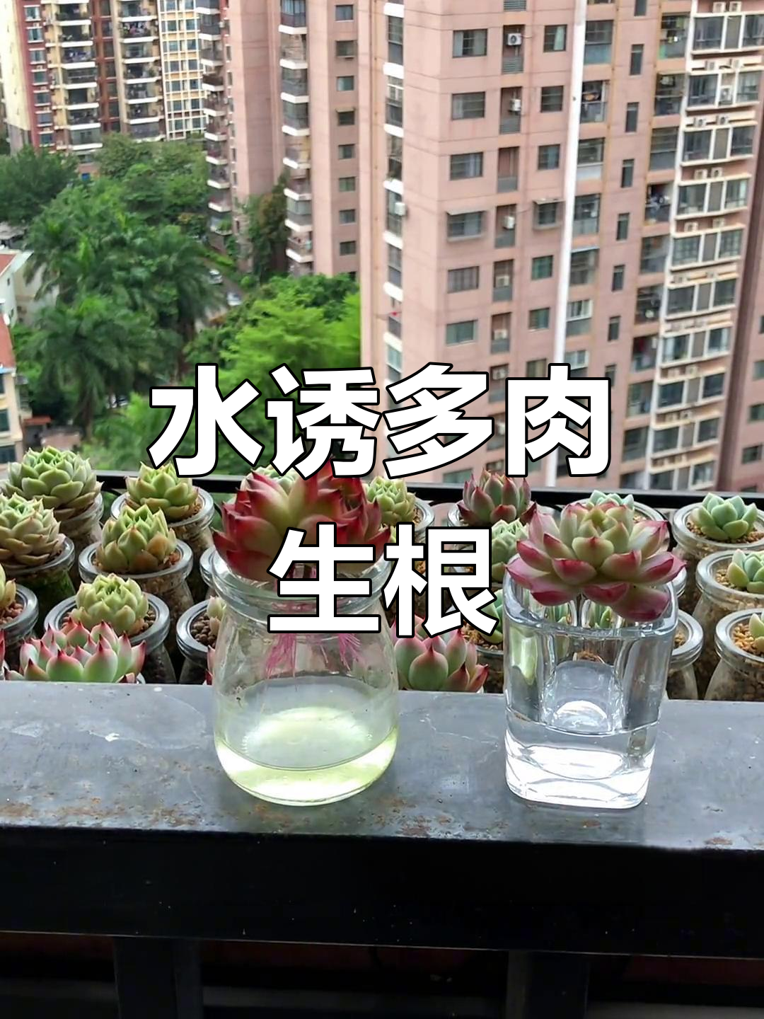 多肉水诱根法,轻松发根