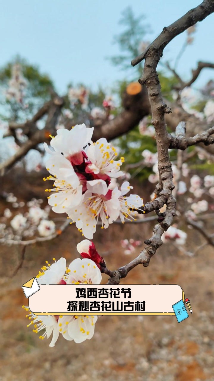 鸡西杏花节，探秘杏花山古村