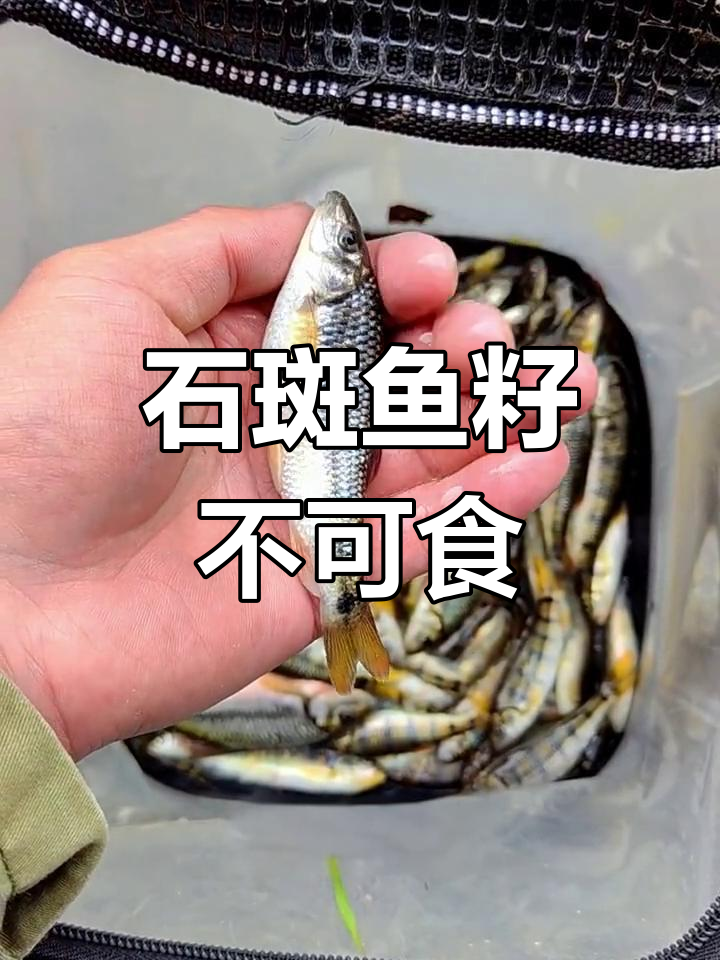 溪石斑鱼籽有毒,切勿食用