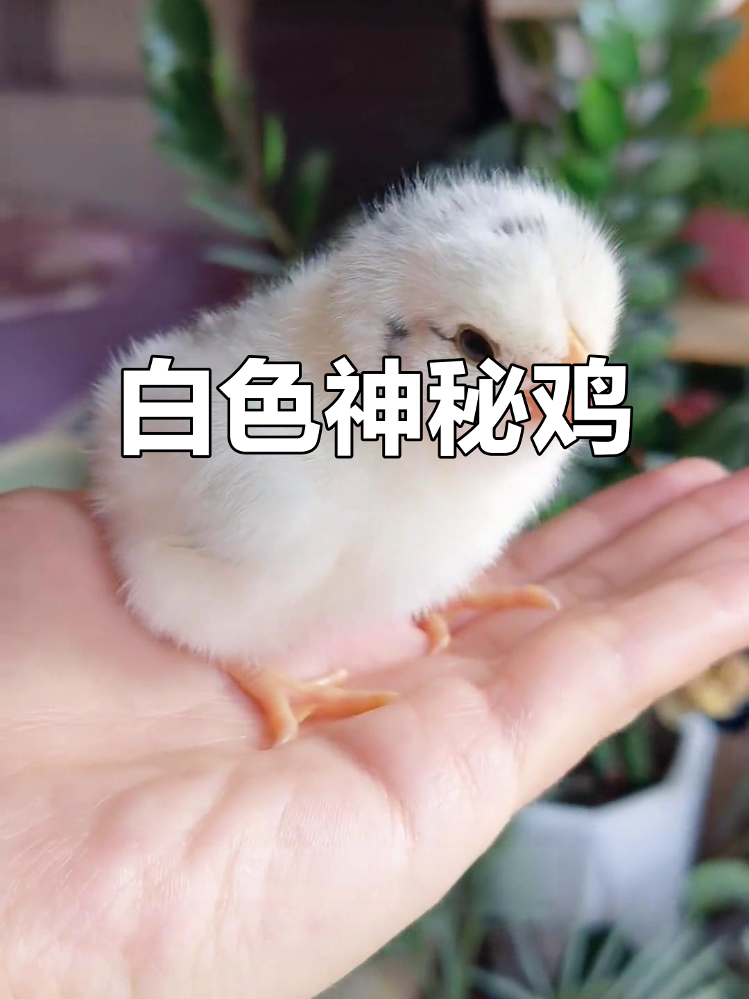 雪白小鸡现身,孵化惊喜!可能是罕见隐藏品种哦