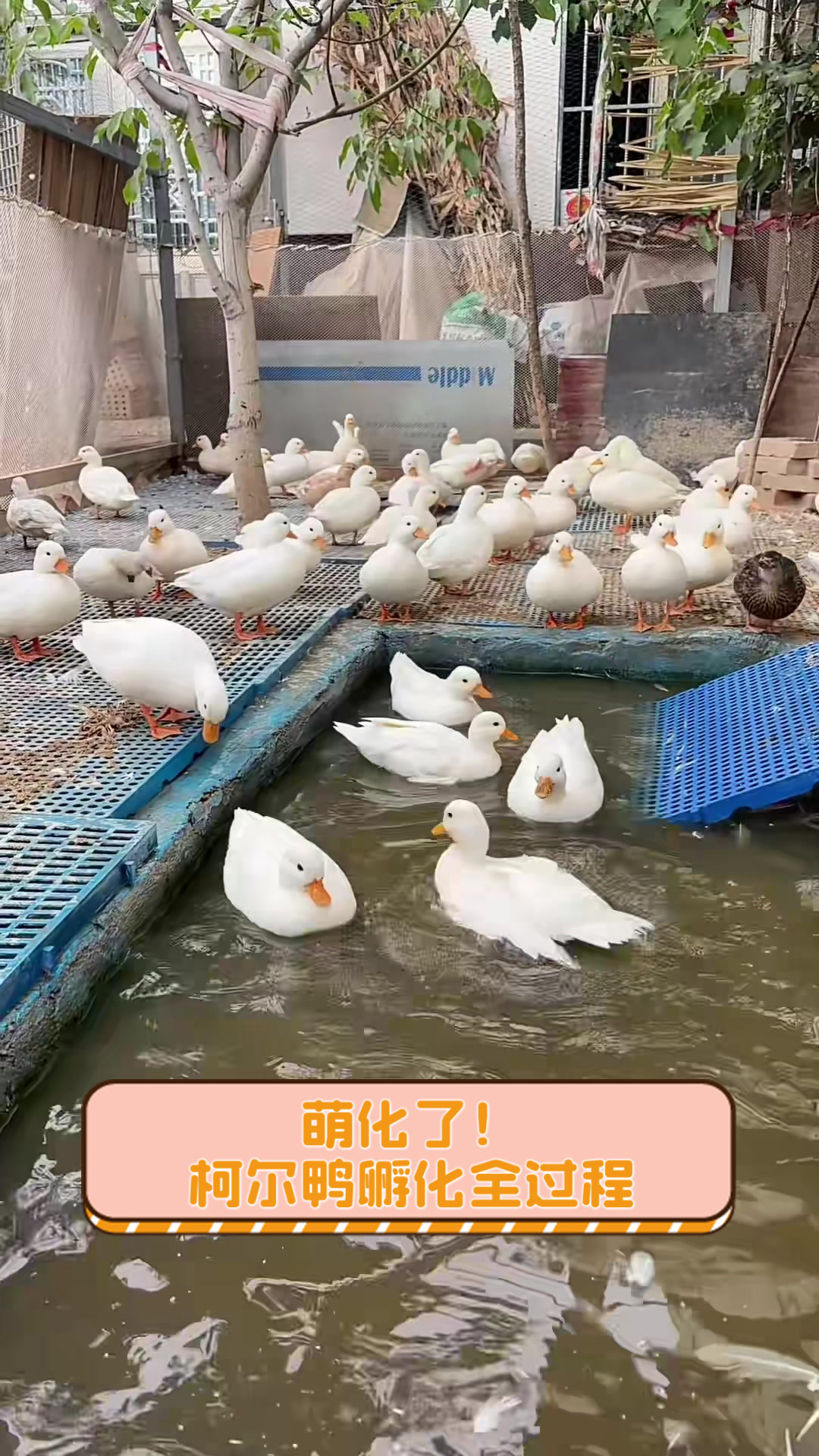 萌化了!柯尔鸭孵化全过程