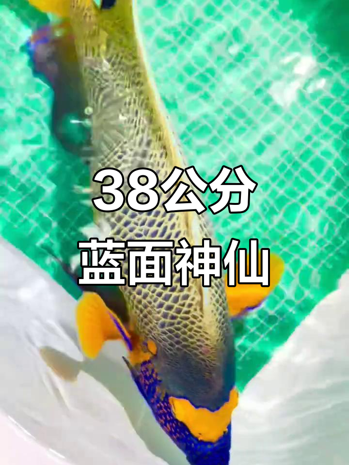 38公分蓝面神仙鱼，海水缸中的美丽精灵