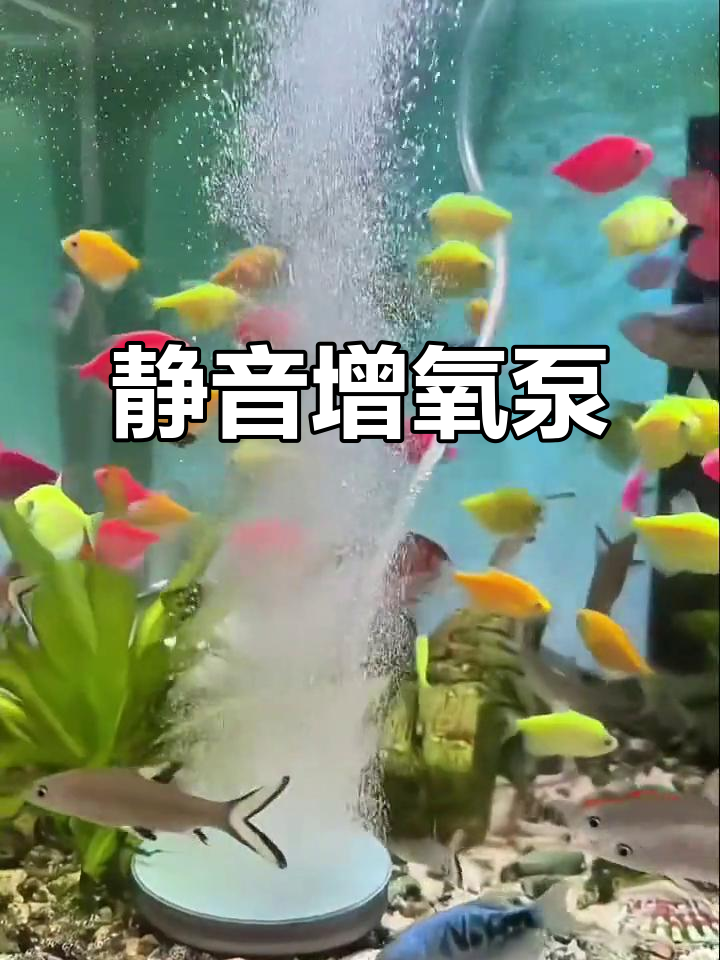 静音鱼缸增氧泵,让鱼儿更健康