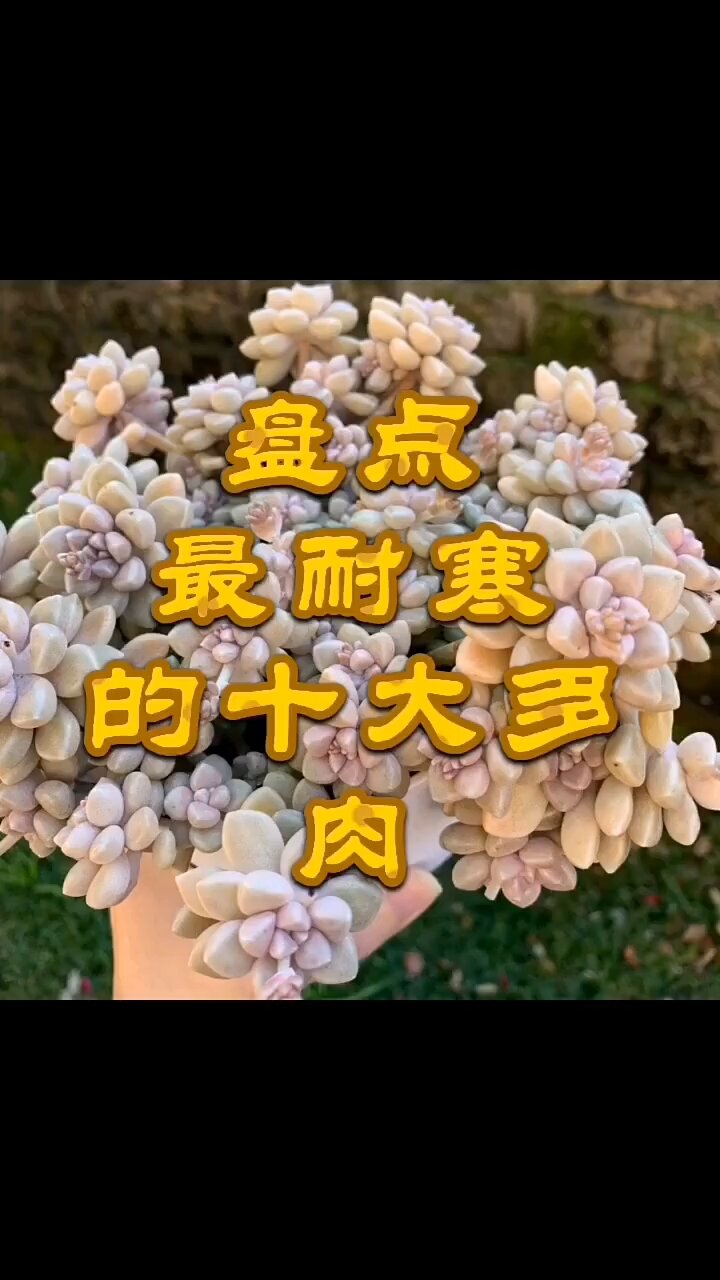 最耐寒的多肉植物