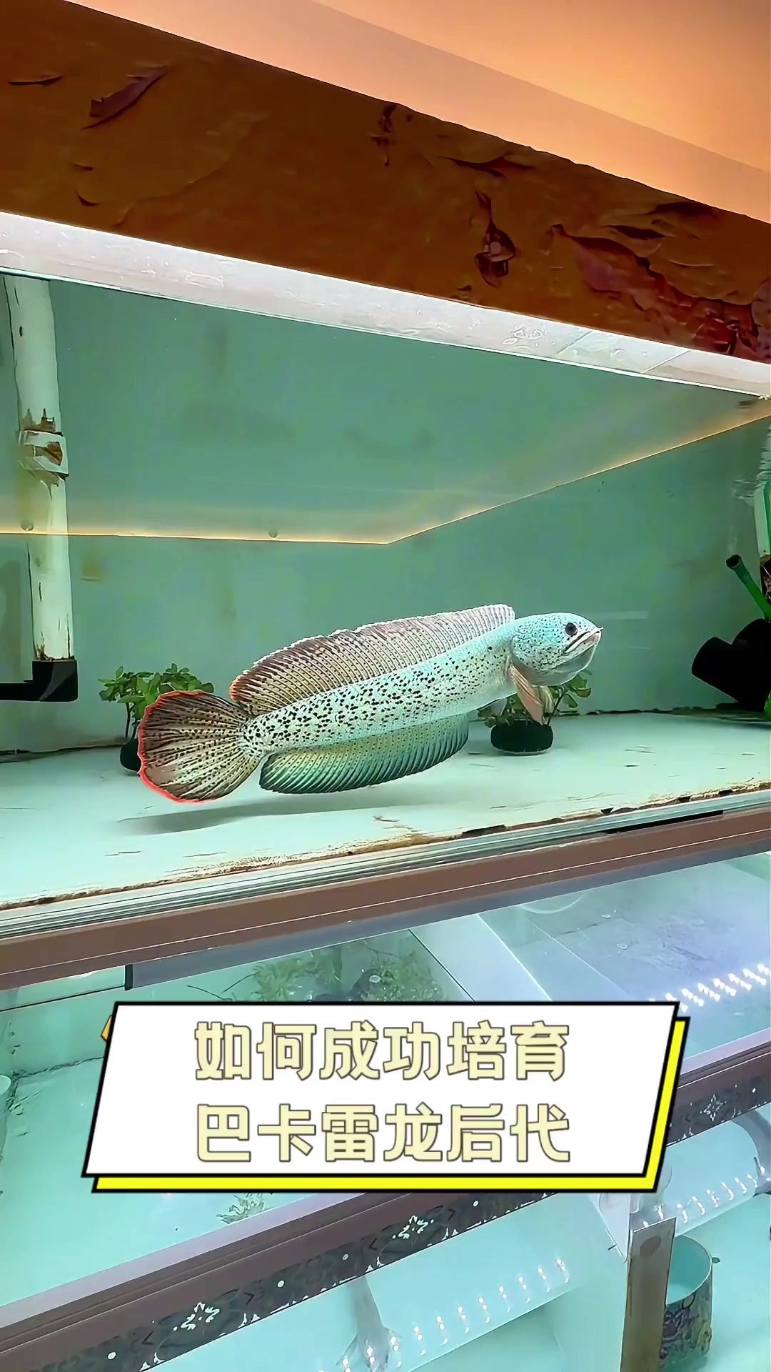 如何成功培育巴卡雷龙后代