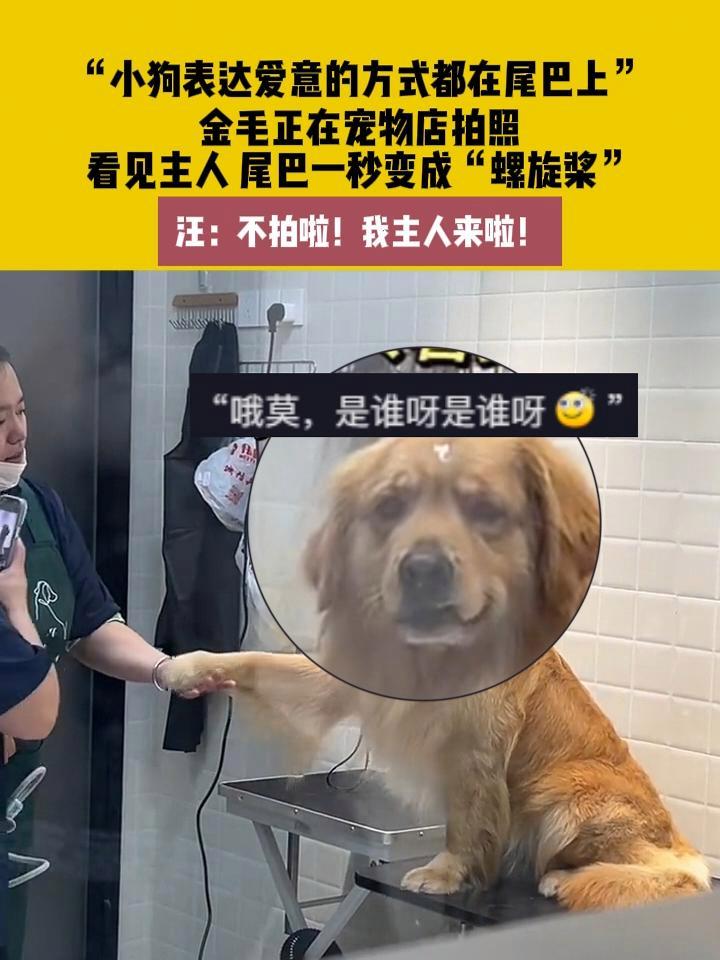 7月8日(发布)安徽 “小狗表达爱意的方式都在尾巴上”,金毛正在宠物店拍照 看见主人 尾巴