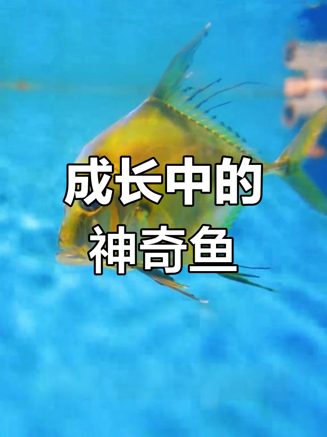 短稳丝鲹:从幼年到成年的奇妙变化