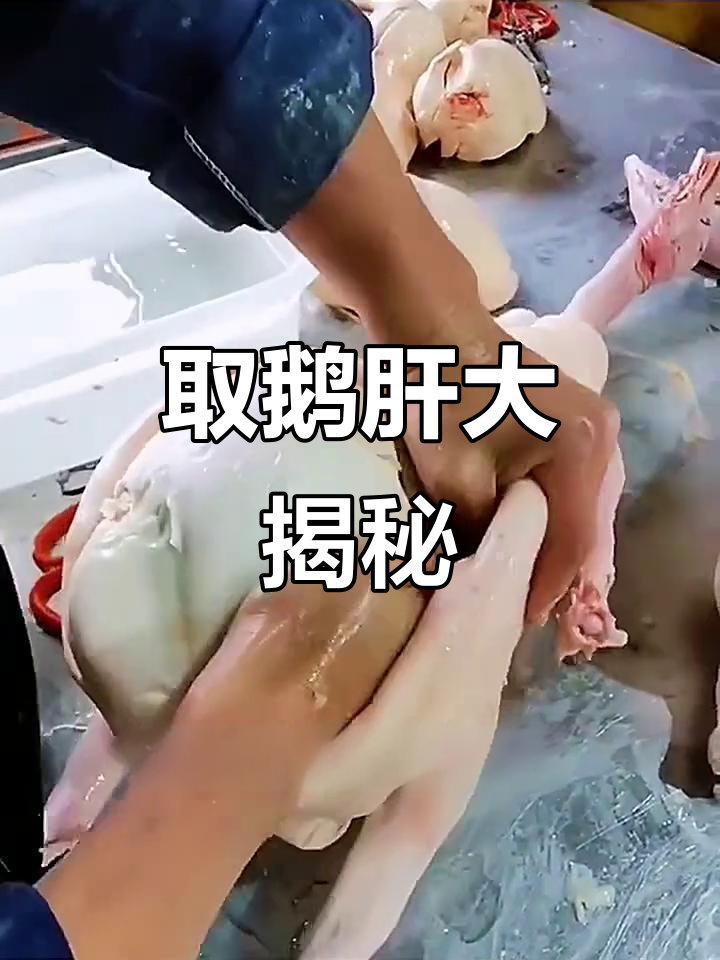 竟然是这样取鹅肝的，笑到不行！