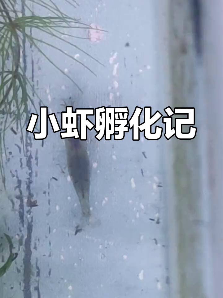 小虾抱卵,寝室孵化日记开启!