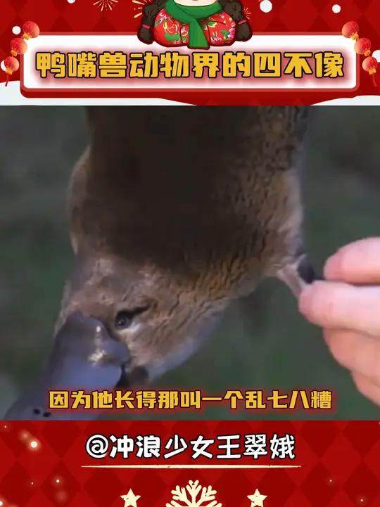 我还以为鸭嘴兽只是个普通的动物