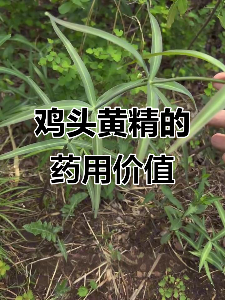 鸡头黄精:从林下到药田,探秘北方珍稀草本植物