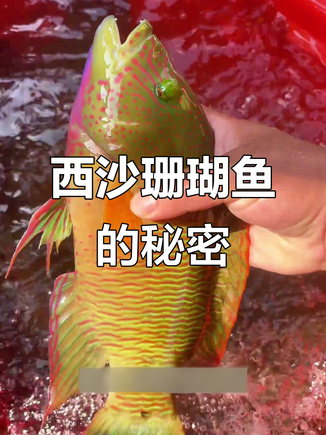 西沙群岛的蓝骨彩苏眉与红头黄带纯鱼，鲜美无比
