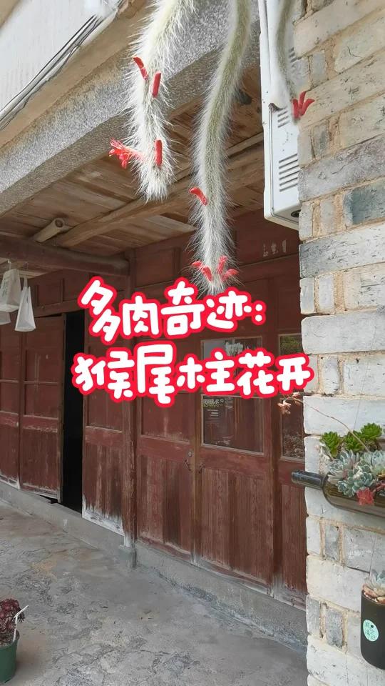 探秘诚品绿仓:猴尾柱的花语  在诚品绿仓的多肉小院,猴尾柱静静绽放,每一朵花都是自然的秘密