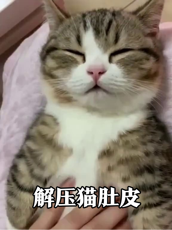 猫咪被摸肚肚眯眼享受,这治愈表情太上头了!