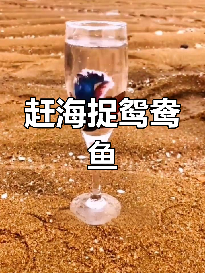 赶海抓鸳鸯鱼,成双入对超可爱