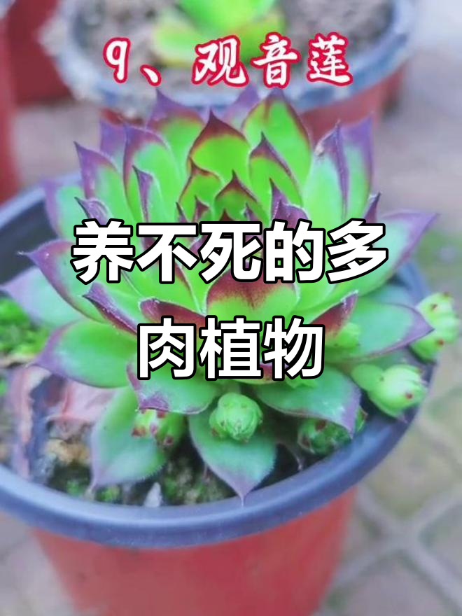多肉植物养护全攻略:从不死鸟到活血万年草,品种超丰富