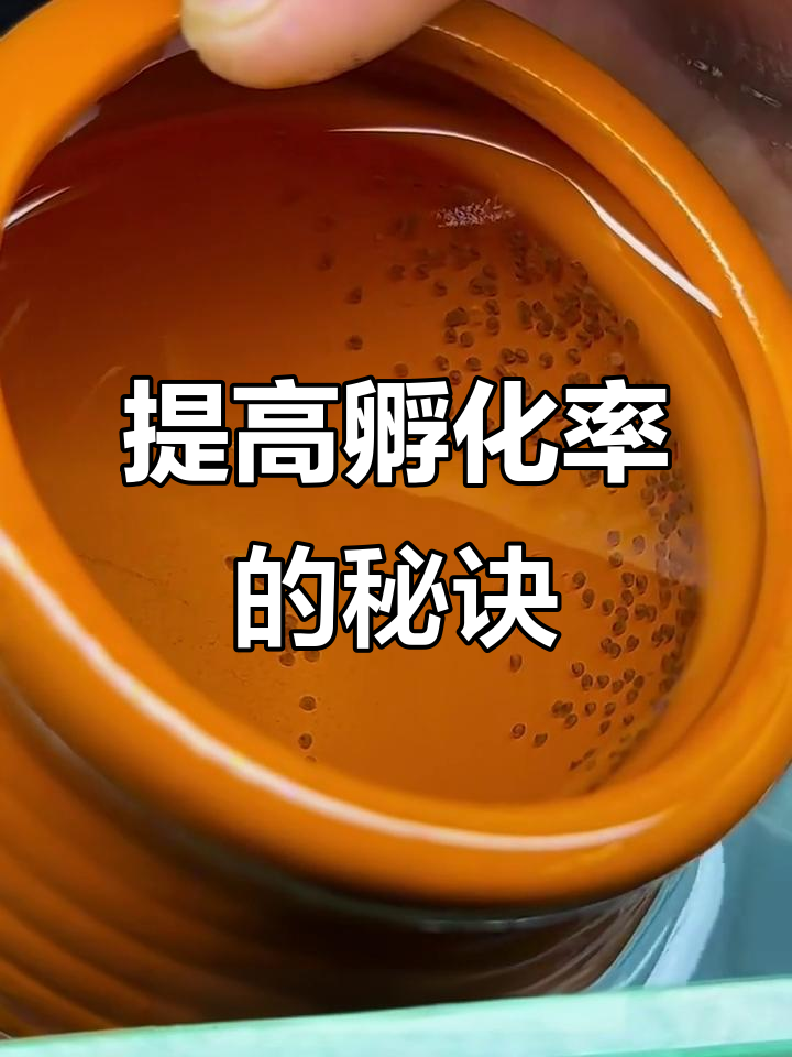 迷你鹦鹉鱼孵化技巧，提高成活率的关键步骤