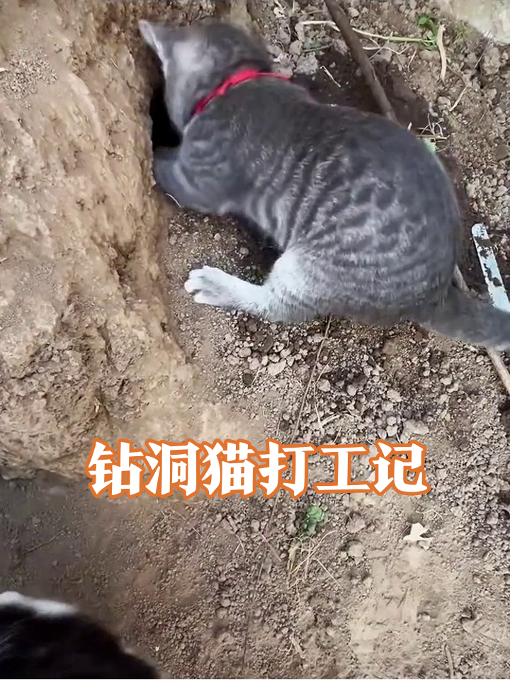 灰猫钻洞半小时卡成表情包，黑白猫监工笑出猪叫