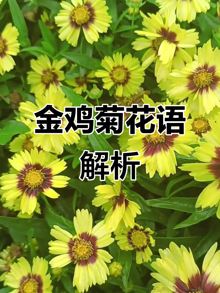 大花金鸡菊的花语与情感表达