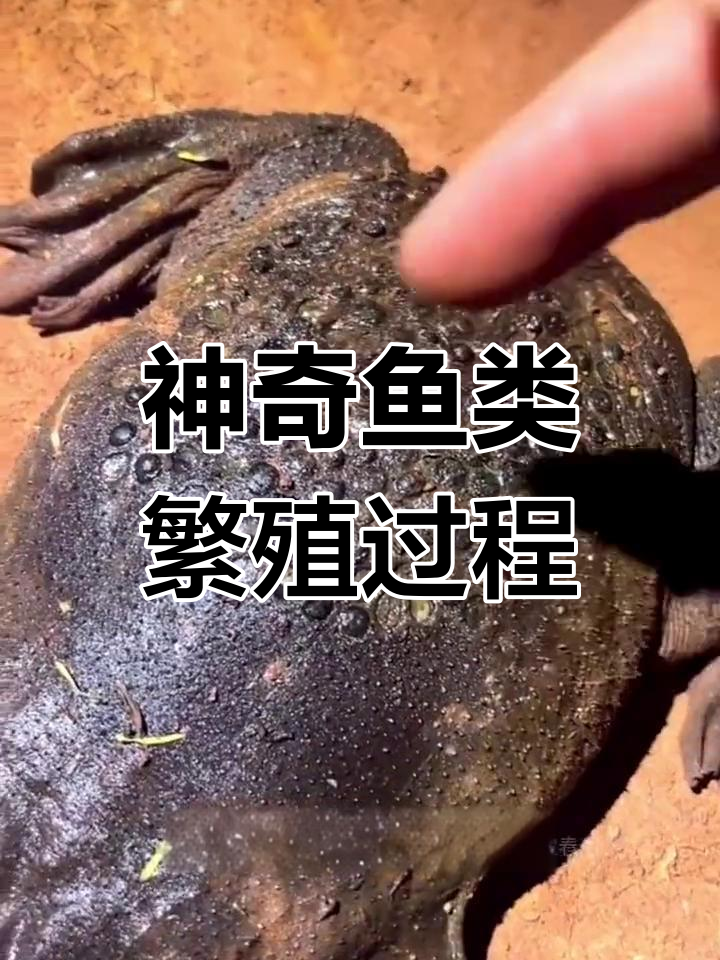 慈鲷鱼与琵琶蟾蜍的独特繁殖方式