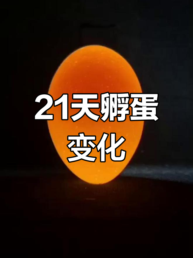 鸡蛋孵化全过程揭秘