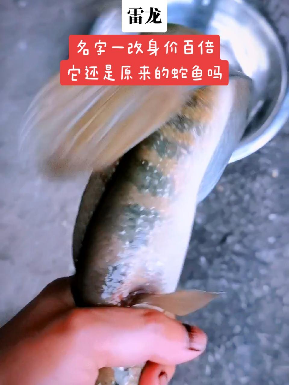 记录真实生活 农村生活 我的乡村生活 乡村守护人 终究是生态慢慢地变坏了,以前很常见的蛇鱼