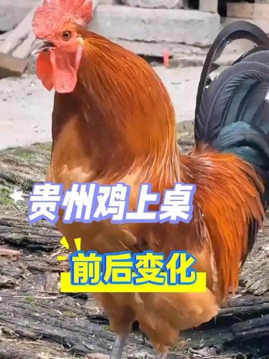 贵州鸡上桌前vs上桌后,你pick哪个