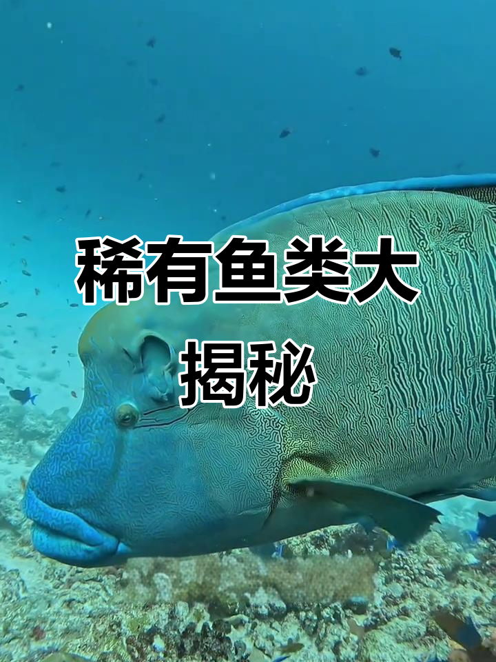 这些鱼你认识吗?从苏梅鱼到海王星斑,价格惊人!