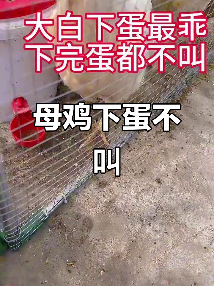 大白母鸡下蛋从不叫，真是个乖巧的家伙
