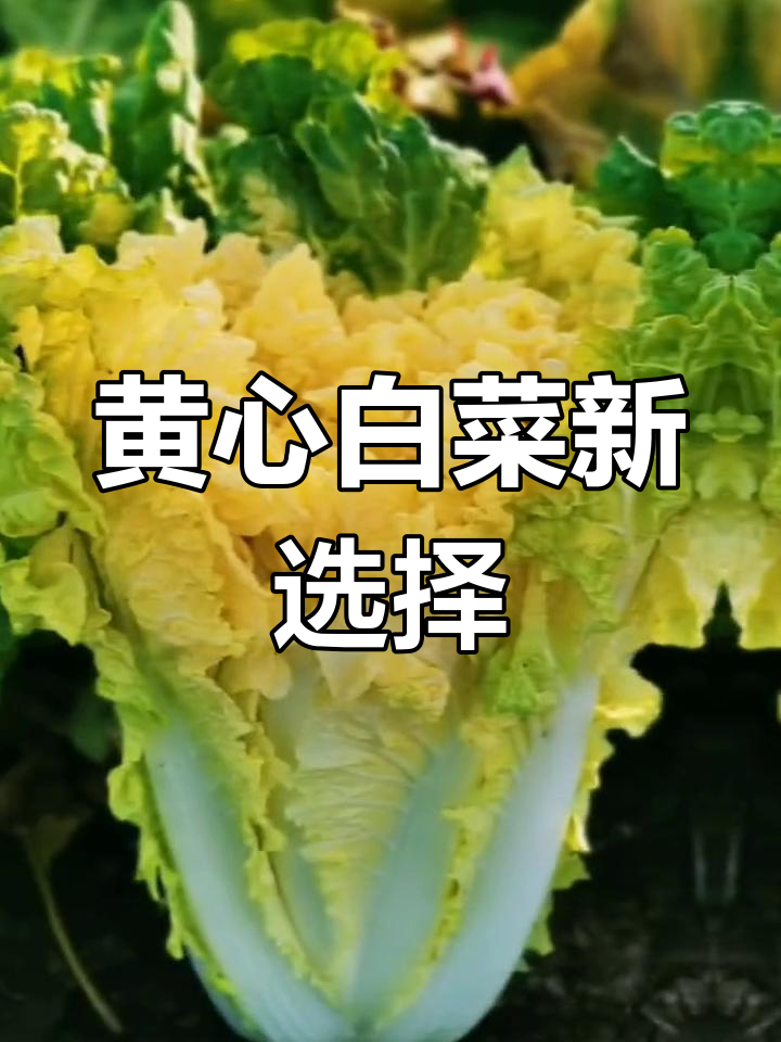 推荐两款黄心白菜品种