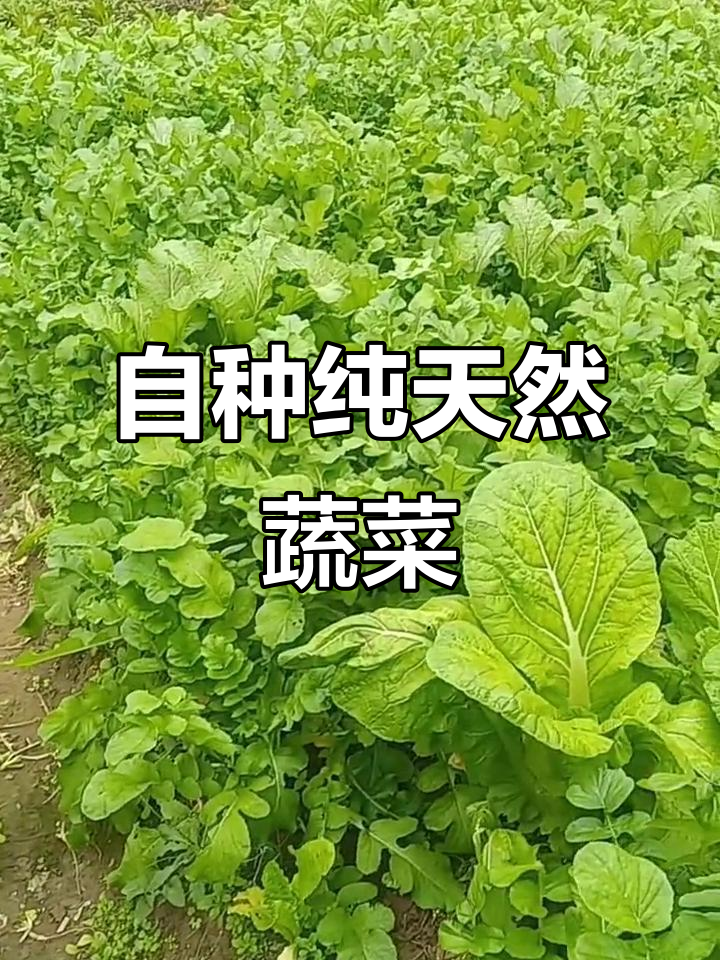 自家种的绿色蔬菜,新鲜又健康,农村生活真实记录