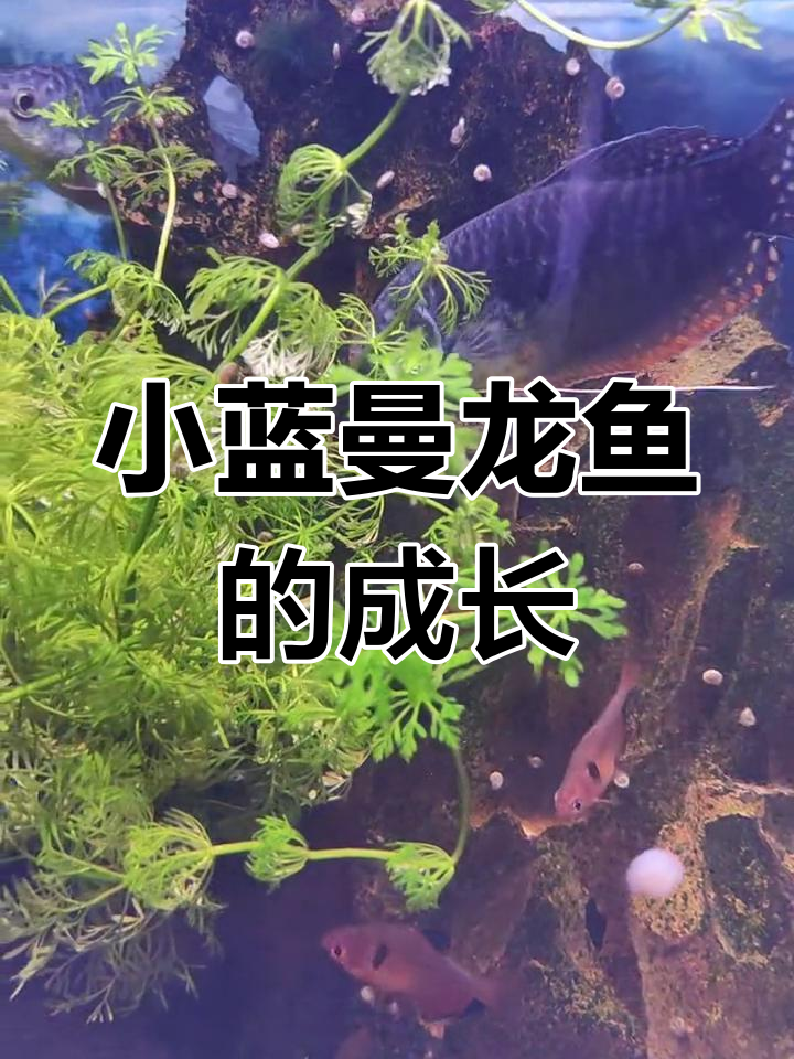 蓝曼龙鱼成长记:从孵化到35天