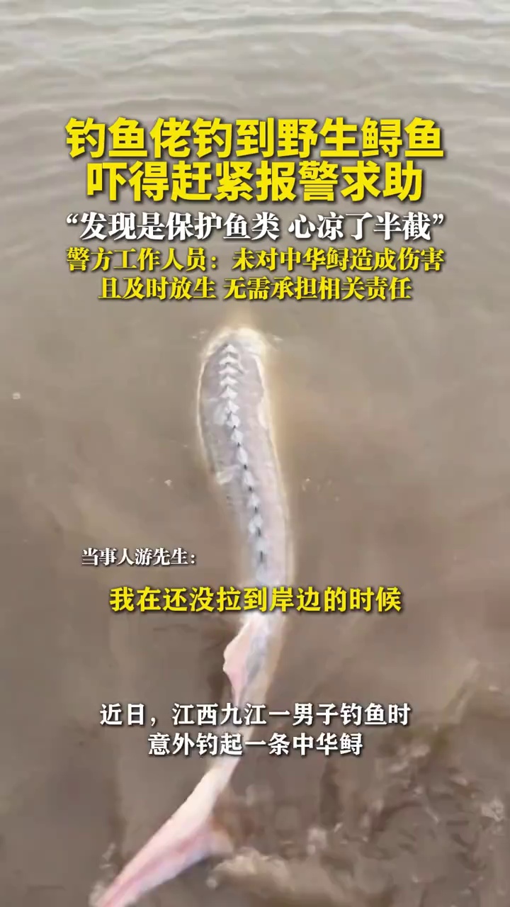 钓鱼佬钓到野生鲟鱼,吓得赶紧报警求助,“发现是保护鱼类,心凉了半截”
