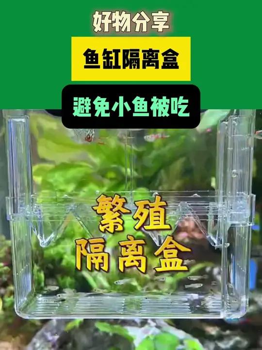 这下真的养不过来了,就这个繁殖隔离盒,避免小鱼被吃隔离繁殖盒孔雀鱼繁殖新手养鱼- 24