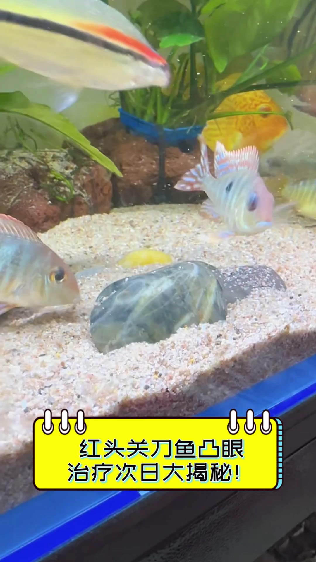 红头关刀鱼凸眼,治疗次日大揭秘!