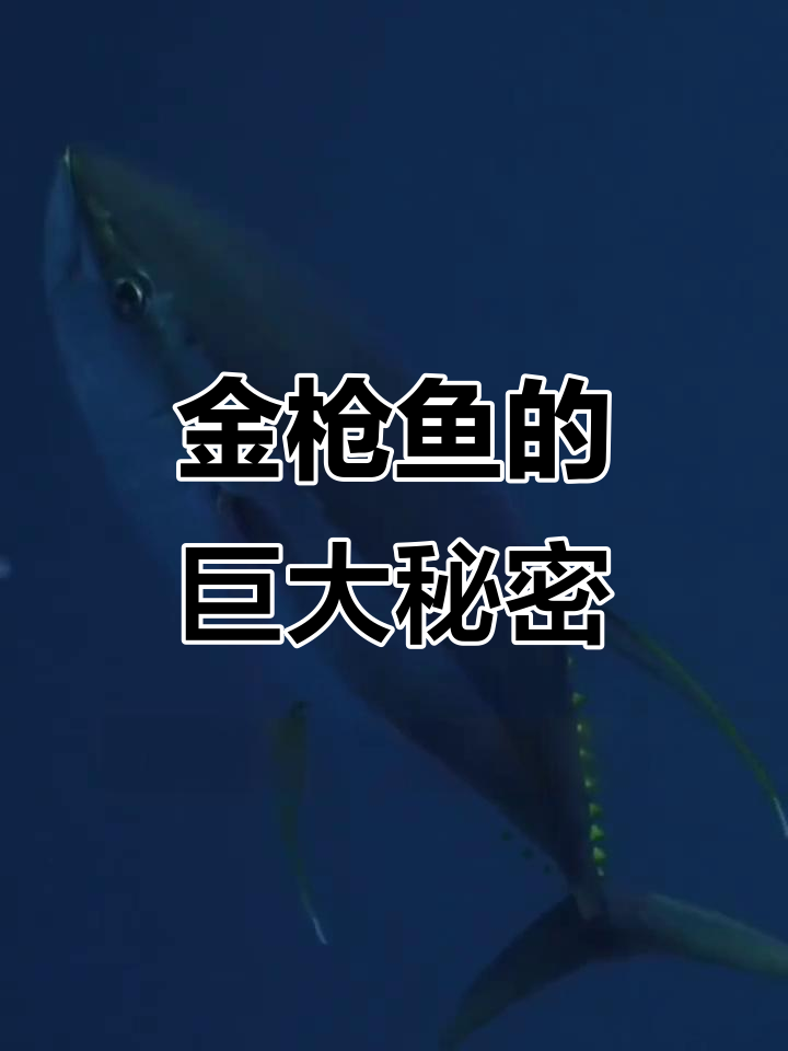 西班牙蓝鳍金枪鱼,堪称巨型海鲜,重达数百斤