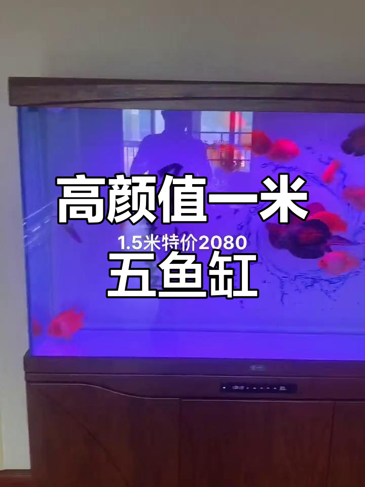 一米五鱼缸,水清鱼美,物超所值!
