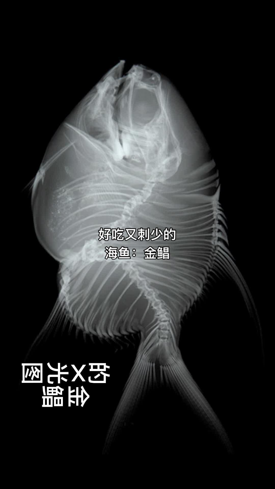 好吃又刺少的海鱼:金鲳 海鲜 海鱼 喜欢吃海鲜的朋友记得关注我哦 海鲜原产地
