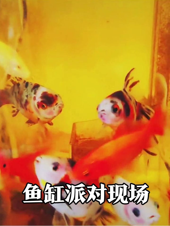 彩色鱼群挤鱼缸,红的花的白的全来凑热闹!
