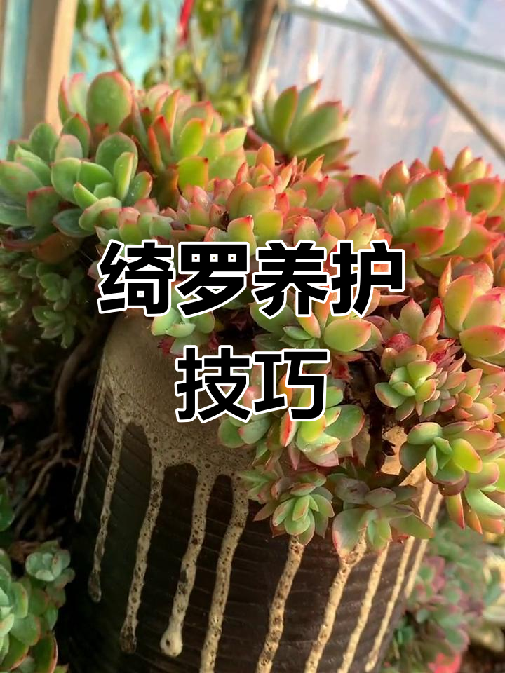 绮罗多肉养护全攻略:如何让它出状态更美