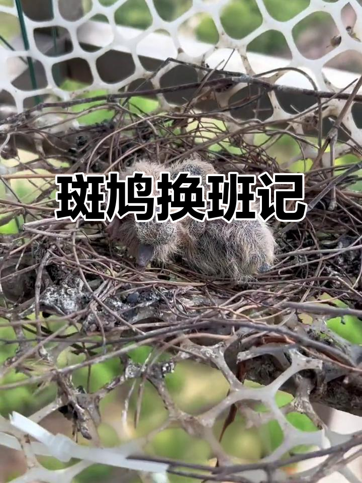 终于拍到斑鸠换班,小13兄妹也亮相了!